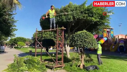 Erdemli'de Budanan Dallar İhtiyaç Sahiplerine Odun Olarak Dağıtılıyor