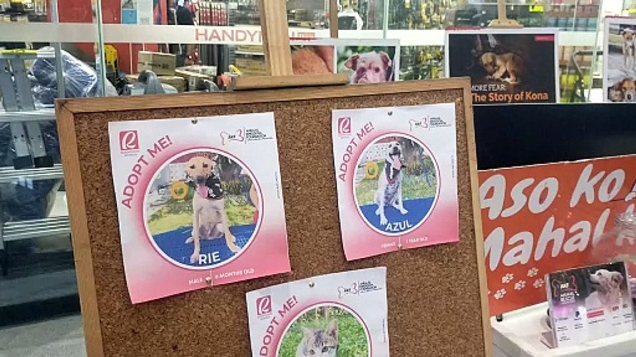 Foundation holds pet adoption drive for rescued dogs, cats