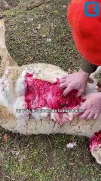 Huit brebis tuées, un loup suspecté