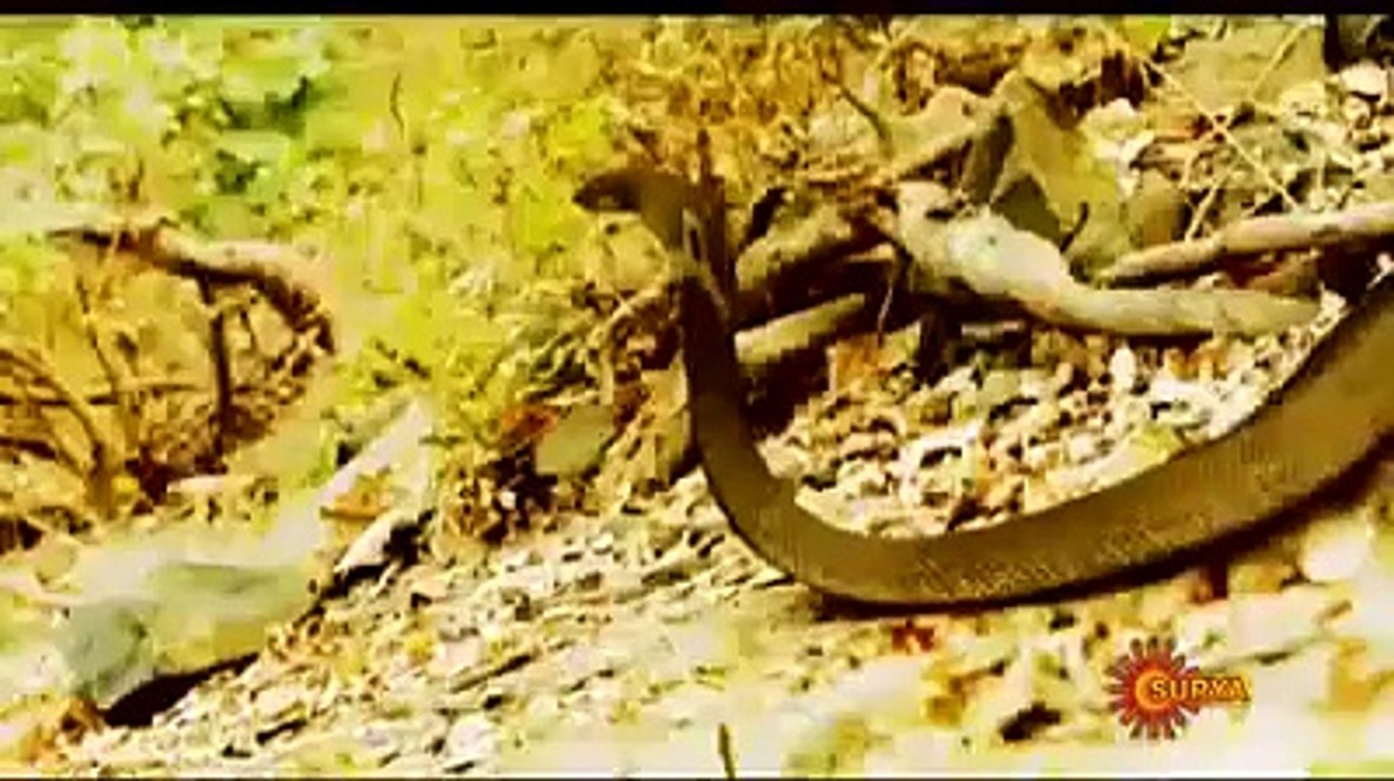Naga part 2
