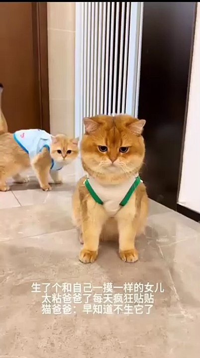 Hund und Katze kuscheln! 20250208