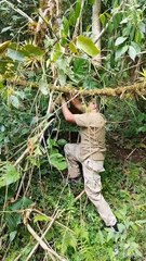 El día de hoy nos dirigimos al área del Águila dónde nos informaron que una Boa se encontraba en un árb...mido unos pollos, decidieron no matarla y llamarnos para reubicarla en otro sitio lejos de la gente y dónde no corra pe