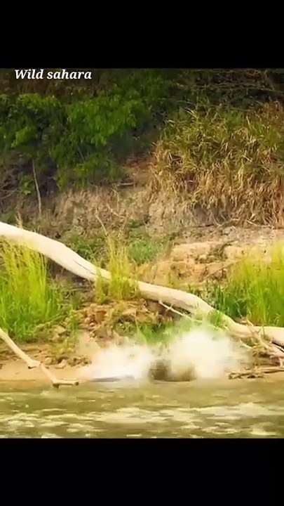 Amazing jaguar attack