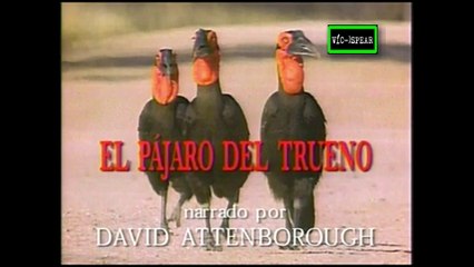 Enciclopedia de Animales: El Pájaro del Trueno - Documental (1996) - Español Latino