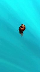 Da Nemo a Tenerife: ecco la prima comparsa di un "diavolo nero"