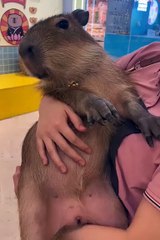 Cute animals 🥰cute pets #shorts #cuteanimals #cutepets