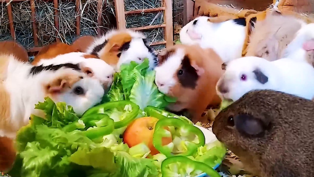 GUINEA PIG Farming _ How Farmers Raise Millions for Food Production -  Guinea Pig Meat Processing
