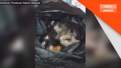 JPVPP siasat dakwaan 10 bangkai kucing dalam plastik hitam