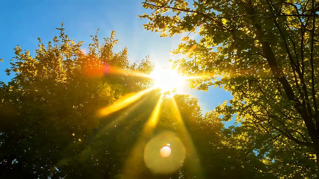 Video of a bright, sunny day, looking up through the branches of a tree towards the sun. The sun shines brightly, creating lens flare and a warm, summery atmosphere.