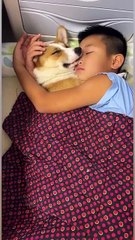 Funny Moments of Cat & Dog Bosses - Episode 1 |  Meow & Woof Universe