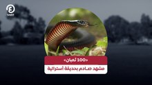 «100 ثعبان» مشهد صادم بحديقة أسترالية