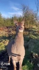 Deer hunter has second thoughts