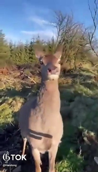 Deer hunter has second thoughts