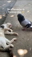 Dude, it’s time to get up and have lunch