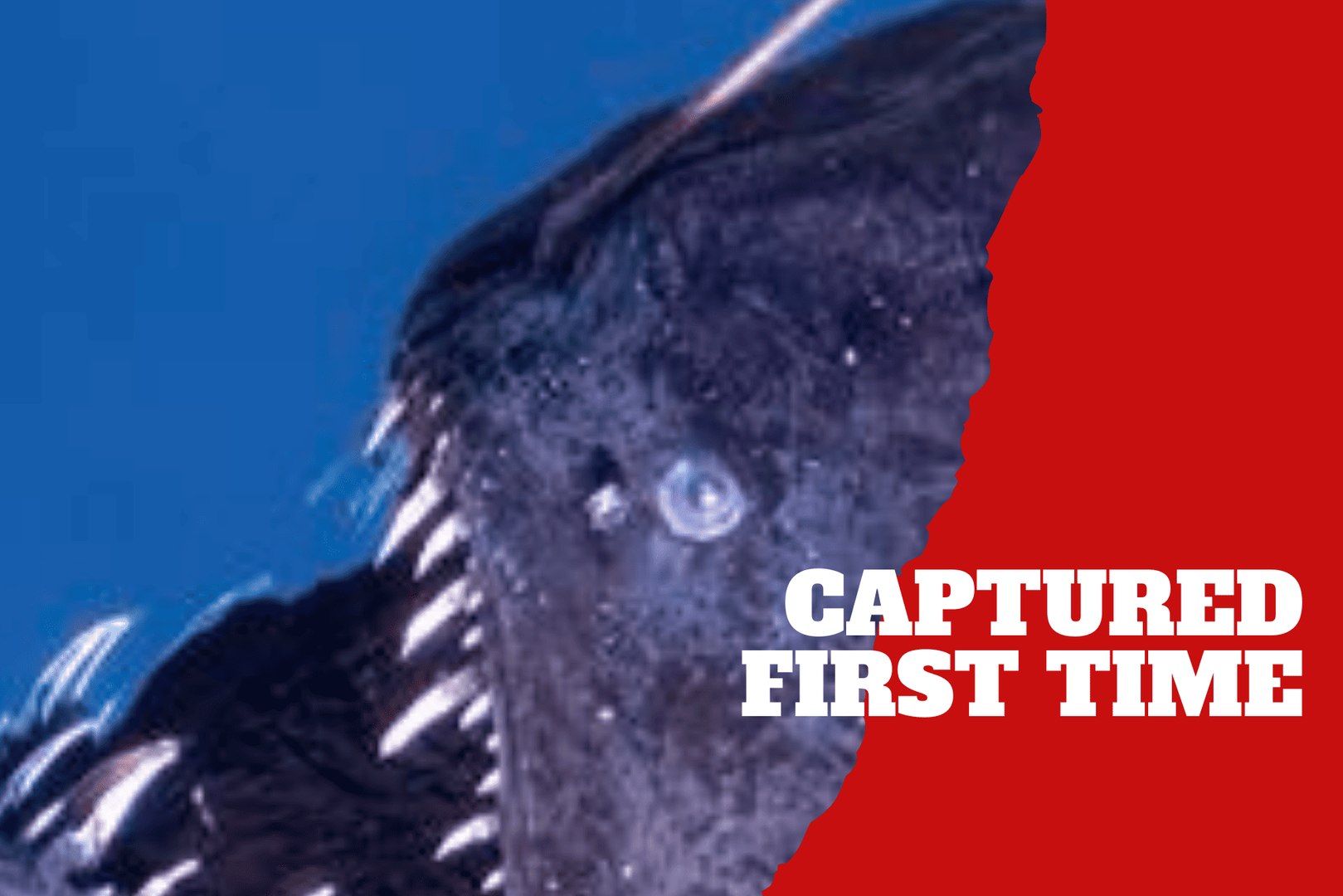 An incredible moment! Rare black fish caught on film for the first time