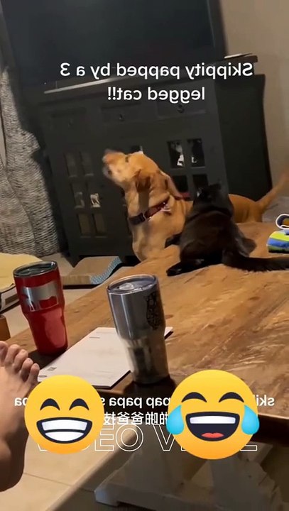 Skippity Pat Cat vs Dog #skippity_pat #cat
