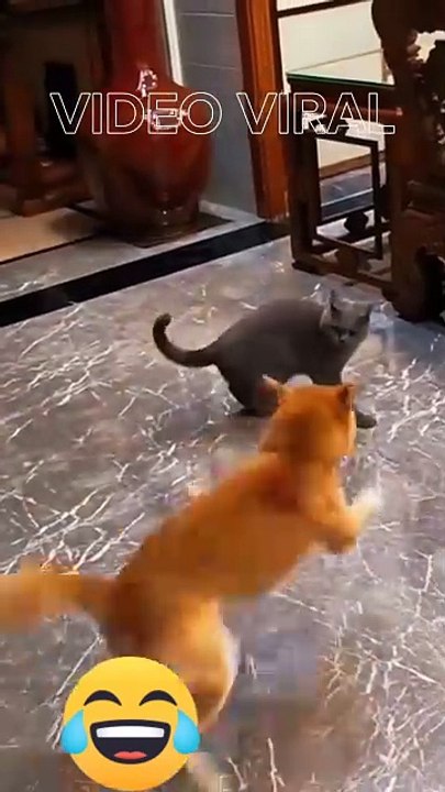Cat Attack Dog #catdog
