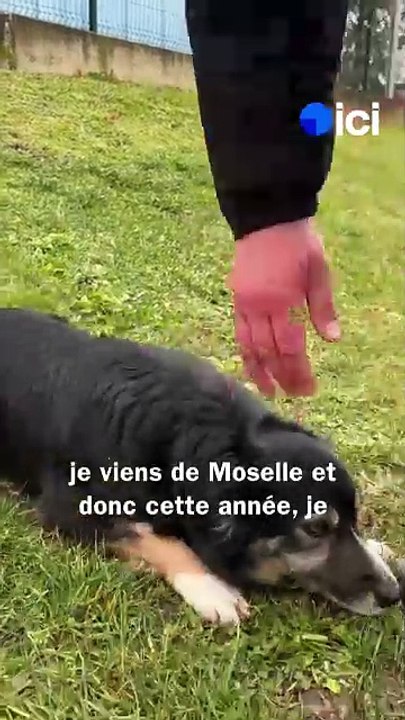 Les meilleurs chiens truffiers s'affrontent en Dordogne pour le championnat de France