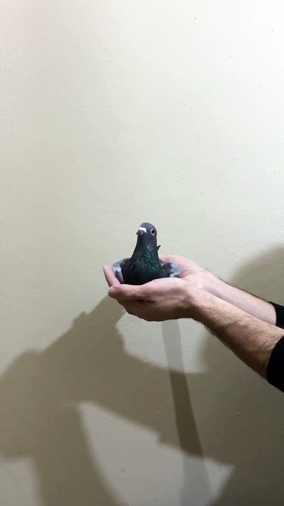 21-100251 DİŞİ