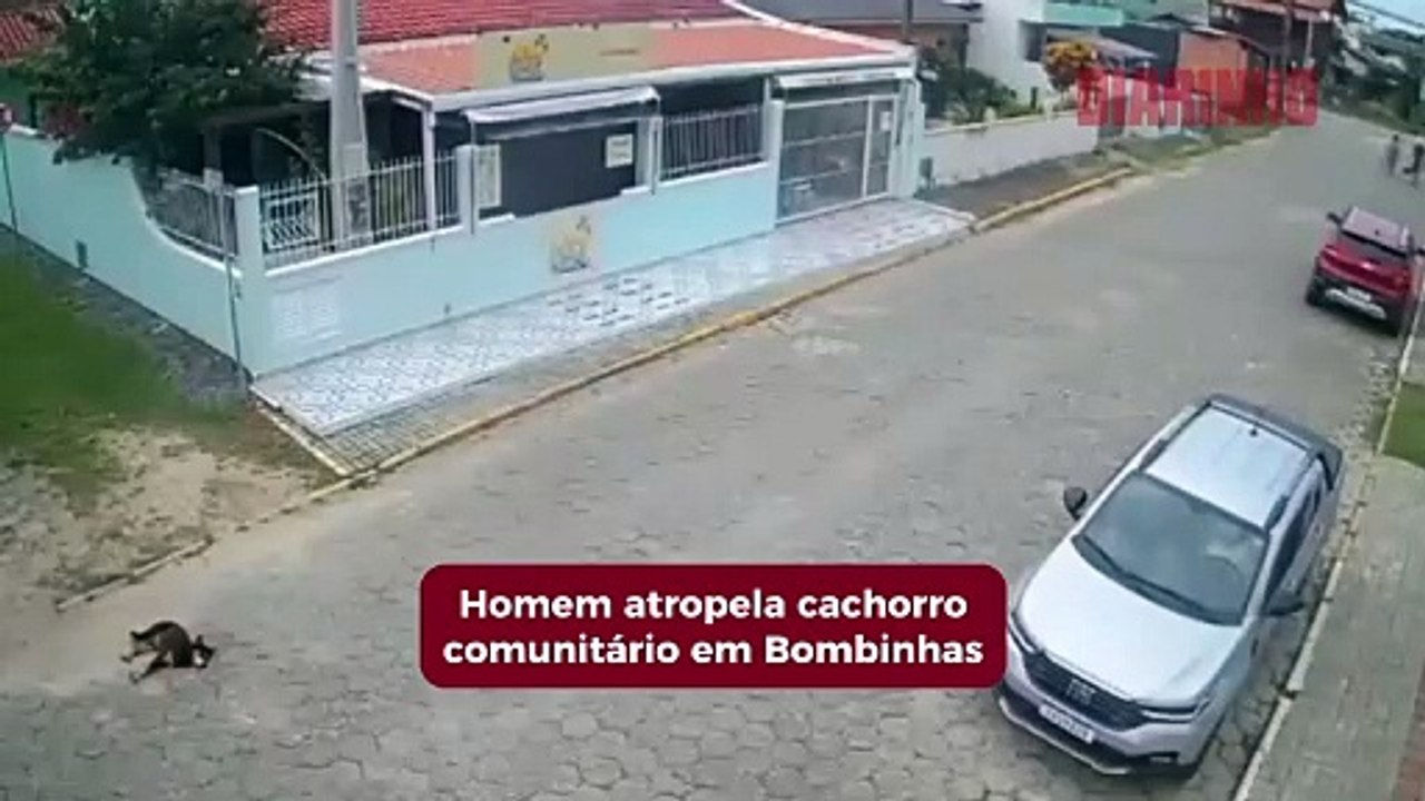 Homem atropela cachorro comunitário e foge em Bombinhas