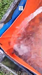 Bibit lele saya banyak yang mati, sehari bisa 5-8 ekor, minta solusinya
