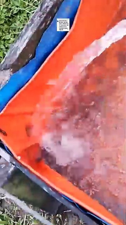 Bibit lele saya banyak yang mati, sehari bisa 5-8 ekor, minta solusinya