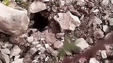 #قرية النمل