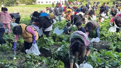 台中潭子區農會舉辦搖滾馬鈴薯活動  吸引約1500人挖馬鈴薯