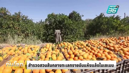 สวนส้มในทะเลทรายเยเมนปลุกความหวังทำเกษตร |ทันโลก EXPRESS |  9 ก.พ. 68