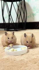 Adorable Hamster Antics