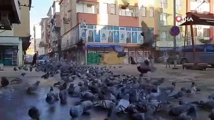 Kars’ta duyarlı vatandaş yüzlerce güvercine yem veriyor