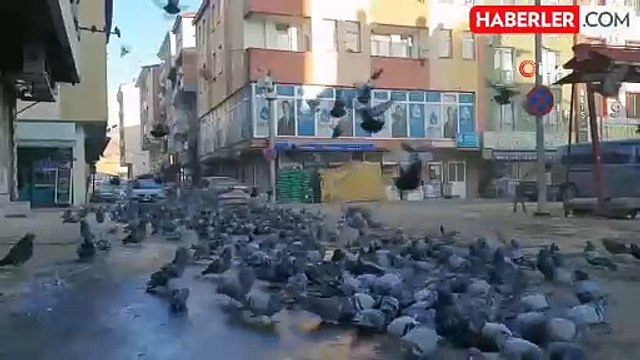 Kars'ta Duyarlı Vatandaş Güvercinlere Umut Oldu