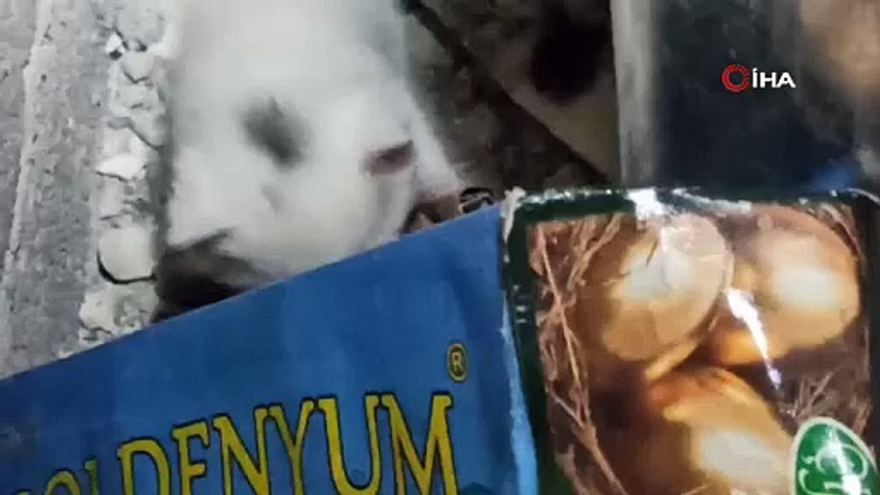 Havalandırma boşluğuna giren yavru kediler kurtarıldı