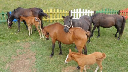 Centre équestre traversée à cheval, mulets, ânes, poneys