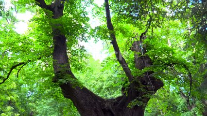 invideo-ai-1080 زید اور بولتا ہوا درخت_ اللہ کی تخلیق کا 2025-02-07 (1)