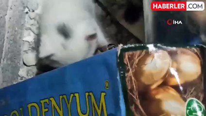 Havalandırma Boşluğuna Giren Yavru Kediler Kurtarıldı