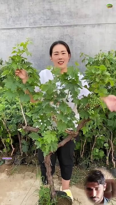 Beautiful scene of grapes plants fruit|grapes 🍇 fruit|garden scene|gardening ideas at home