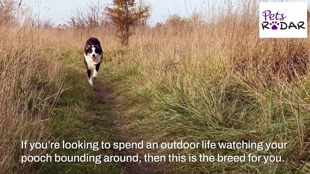 Healthiest Dog Breeds With The Least Health Issues