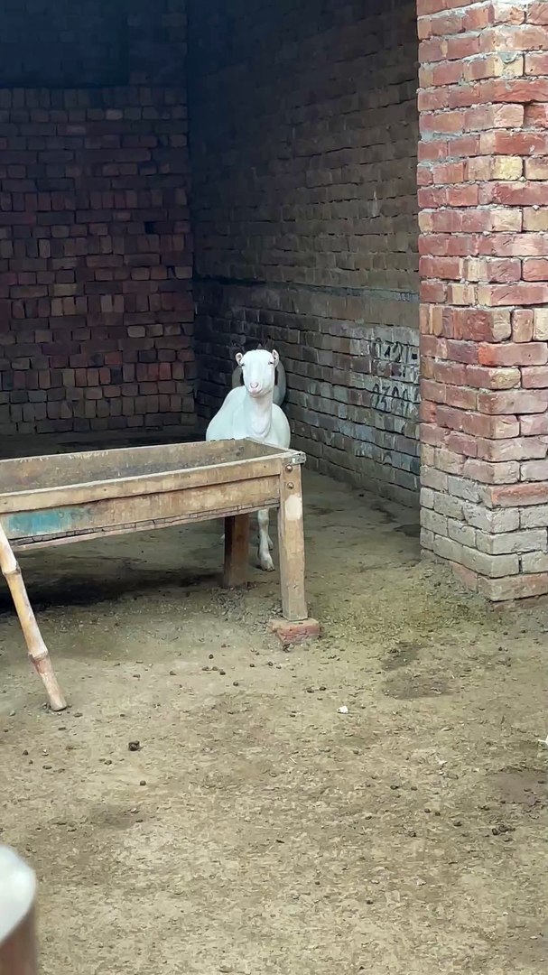 Pets life