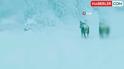 Kartepe'de Kızıl Geyiklerin Karla Dansı