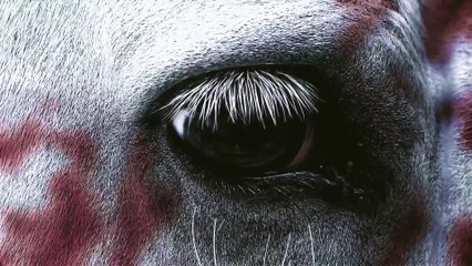 Hỏa Phụng Liêu Nguyên Tập 19