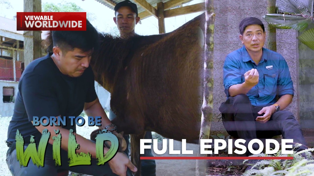 Endangered native species in the Philippines (Full Episode) | Born to be Wild