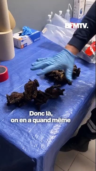Chauve-souris, pangolin, crocodile…Les douanes de l'aéroport de Roissy trouvent chaque jour des espèces sauvages dans les valises des voyageurs