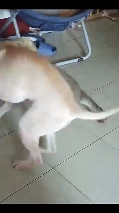 Lustige Pfoten 200250209