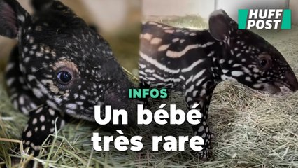 Un bébé tapir de Malaisie aussi rare qu’adorable naît dans un zoo américain