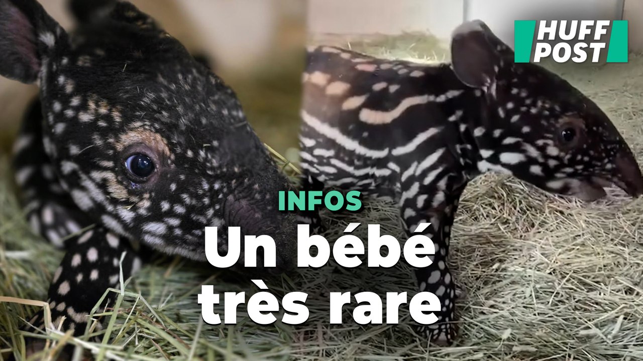 Un bébé tapir de Malaisie aussi rare qu’adorable naît dans un zoo américain