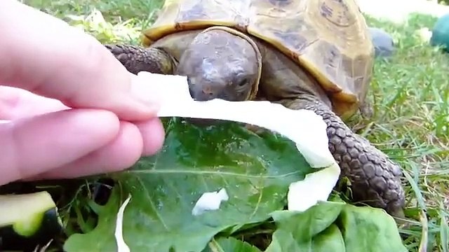 Familiar Animal Sounds: Duck, Cow, Dog, Buffalo, Chicken, Pig, Sheep, Cat - Animal Moments