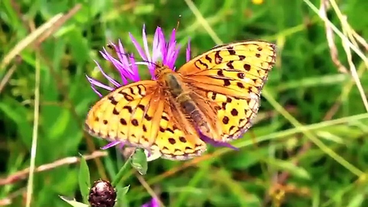 Animal Sounds Around Us: Buffalo, Cow, Pig, Chicken, Cat, Dog, Monkey, Horse - Animal Moments