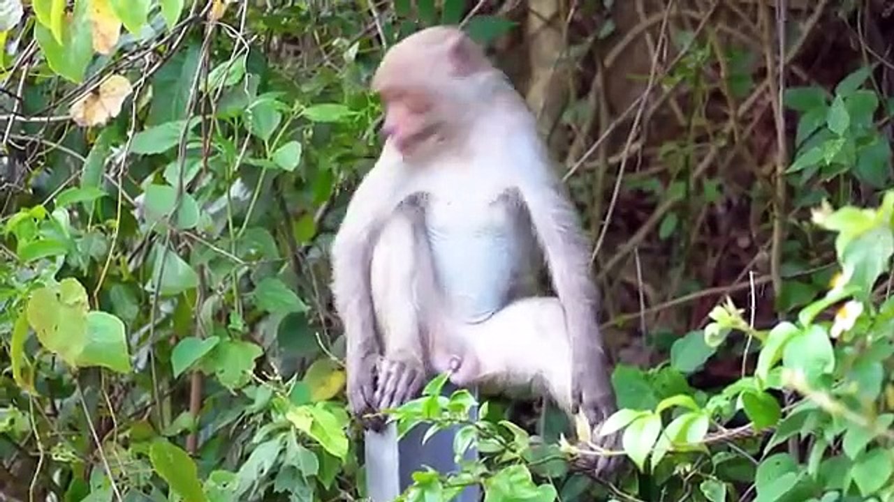 Farm Animal Sound Collection: Horse, Cow, Dog, Sheep, Cat, Chicken, Ostrich, Parrot - Cute Animals