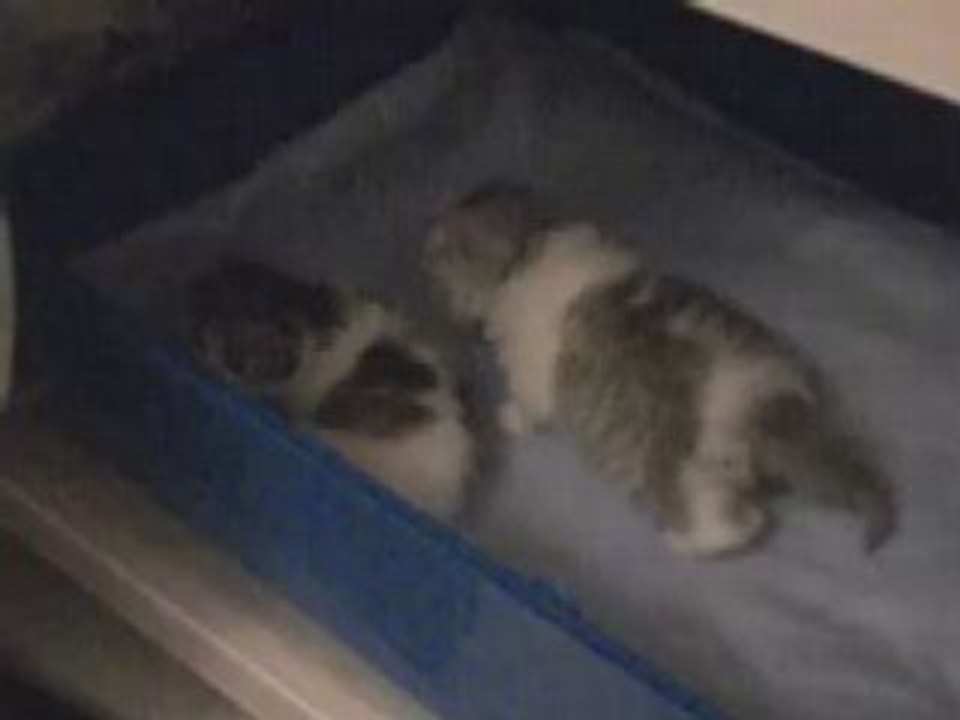 Bébés chats - 17ème jour